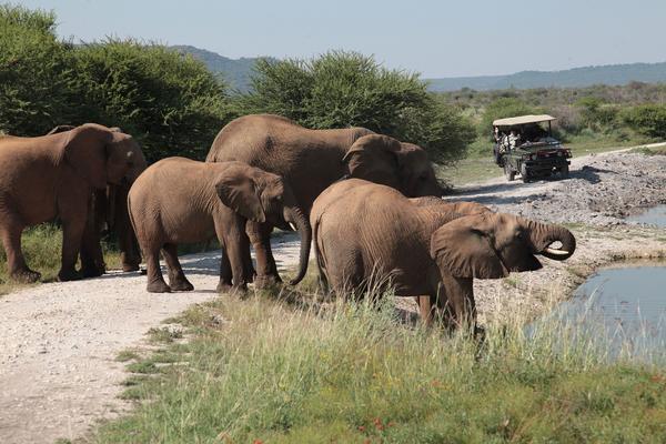 Tau Game Lodge Madikwe Game Reserve Eksteriør billede