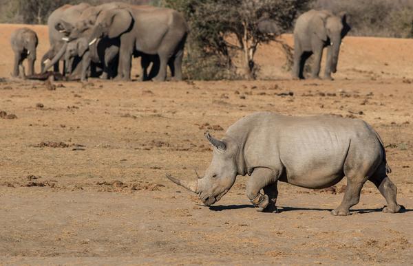 Tau Game Lodge Madikwe Game Reserve Eksteriør billede